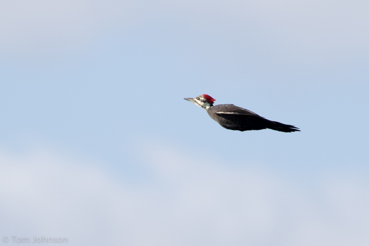 Pileated Woodpecker - Tom Johnson