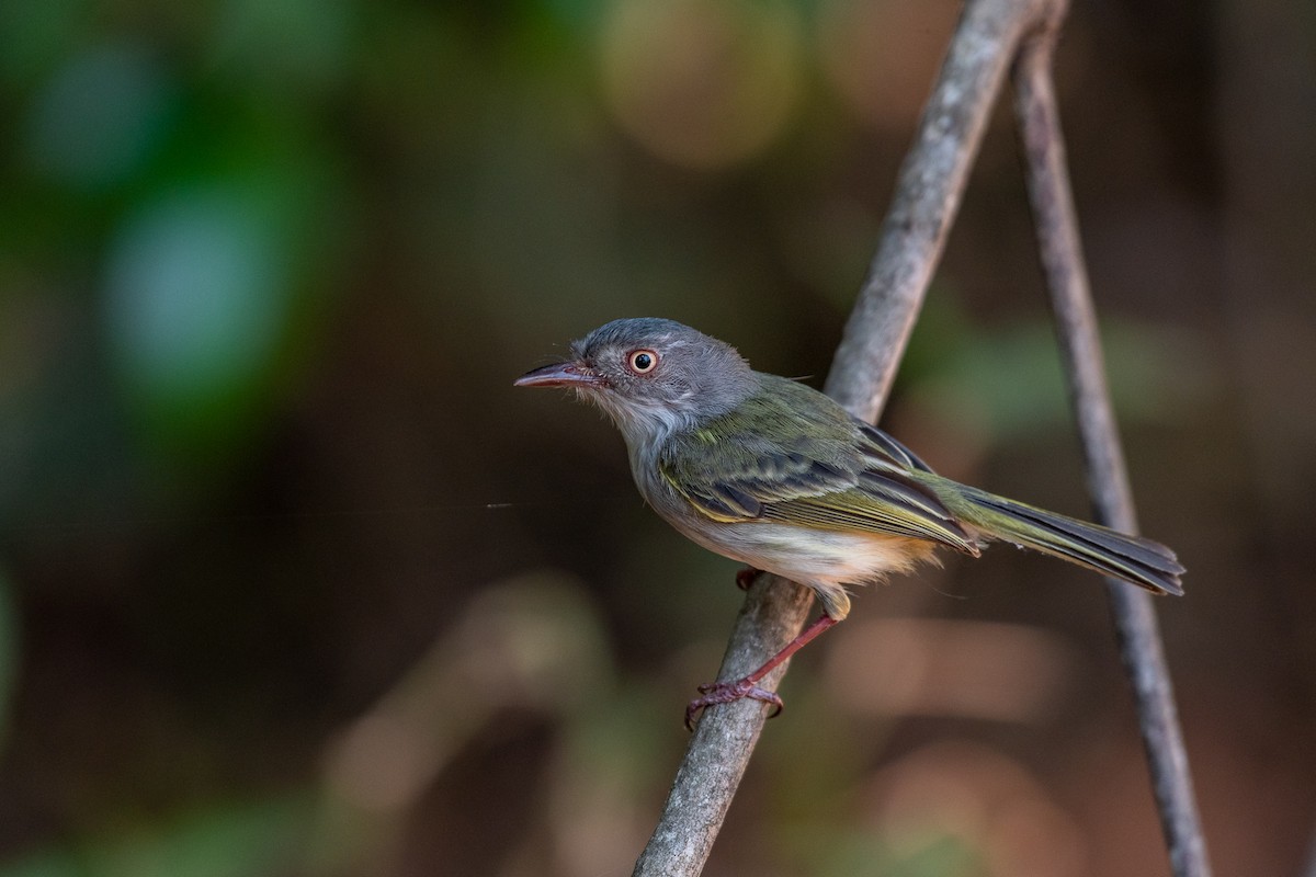 Pearly-vented Tody-Tyrant - ML262547201