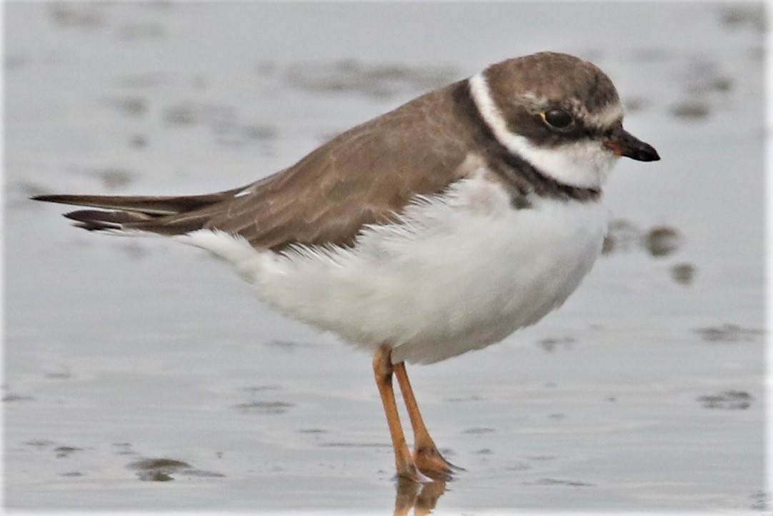 Semipalmated Plover - ML262551251