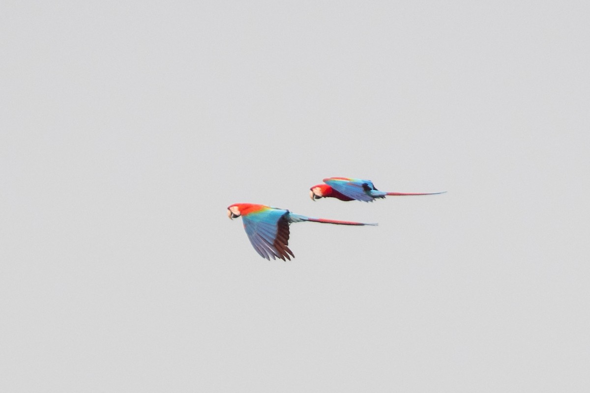 Red-and-green Macaw - ML262556591