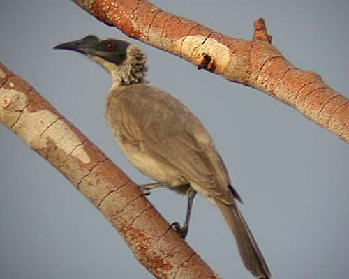 Silver-crowned Friarbird - ML262560721