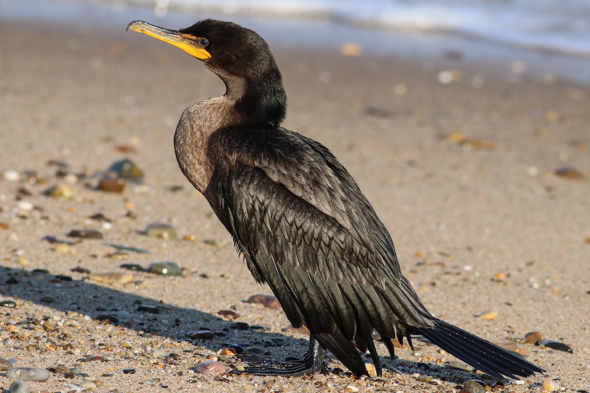 Double-crested Cormorant - Nick Tepper