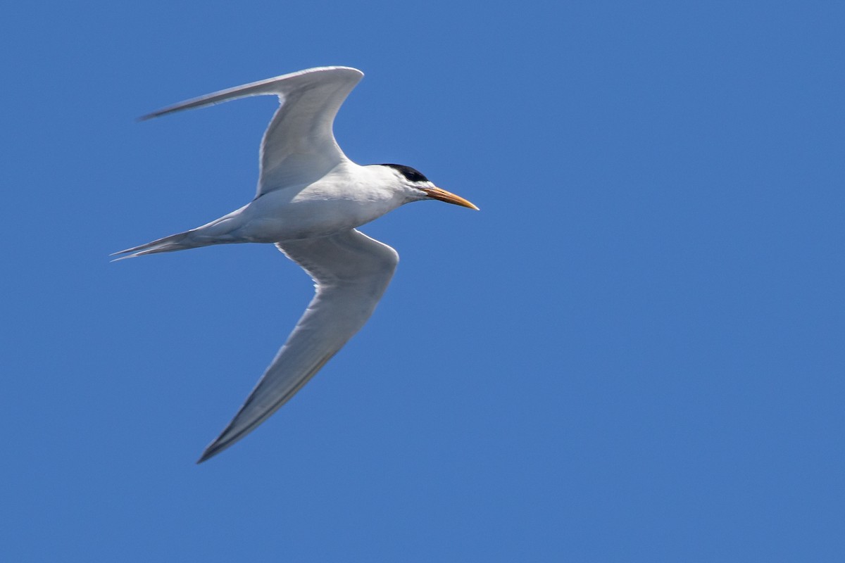 Great Crested Tern - ML262563161