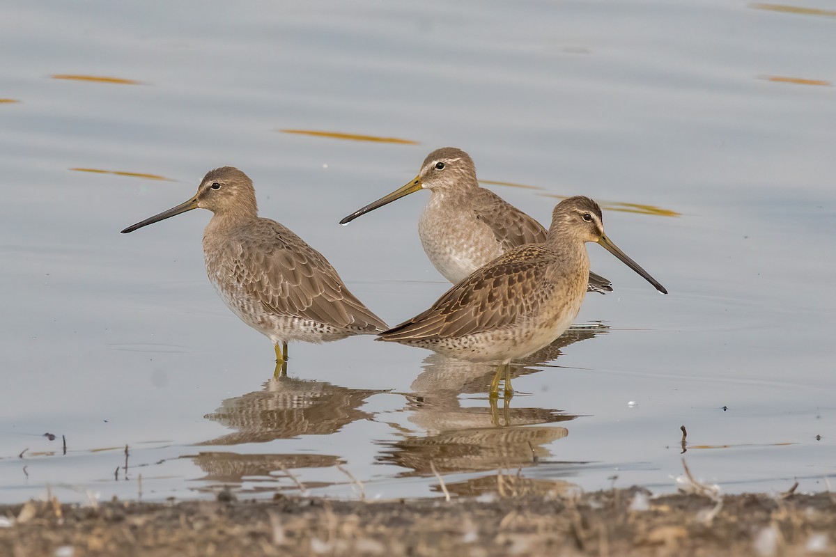 Long-billed Dowitcher - ML262563641