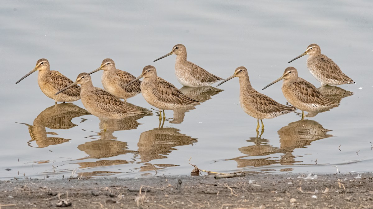 Long-billed Dowitcher - Ron Riley