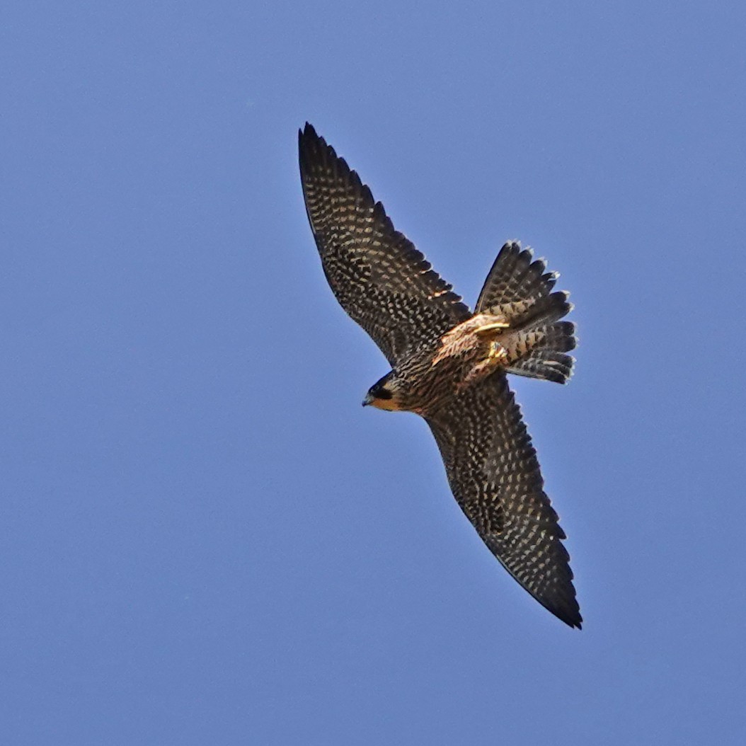 Peregrine Falcon - Tresa Moulton