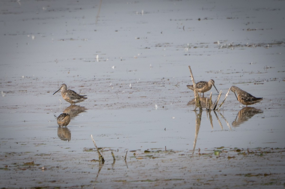 Long-billed Dowitcher - Ed McGee