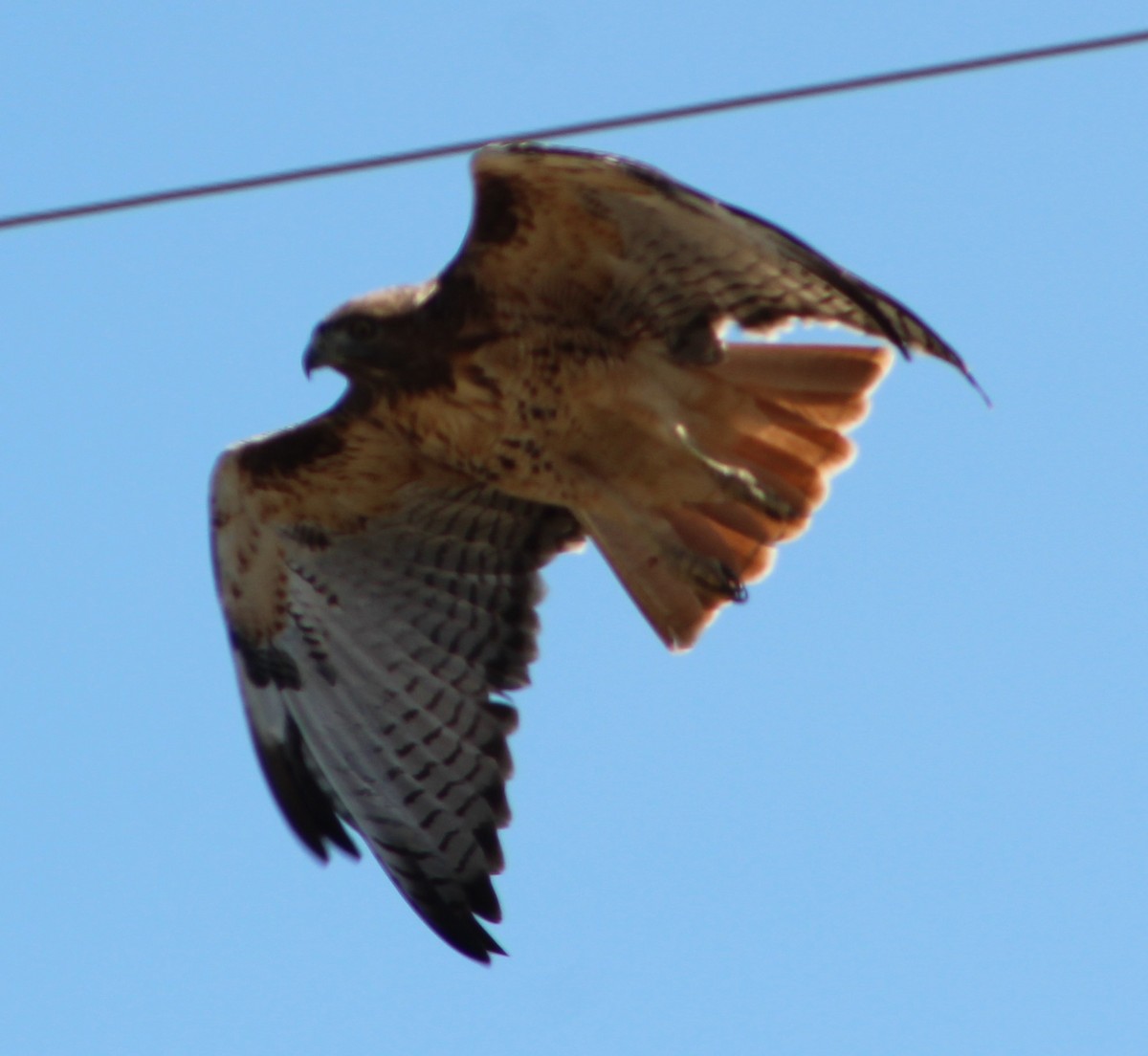 Red-tailed Hawk - ML262572951