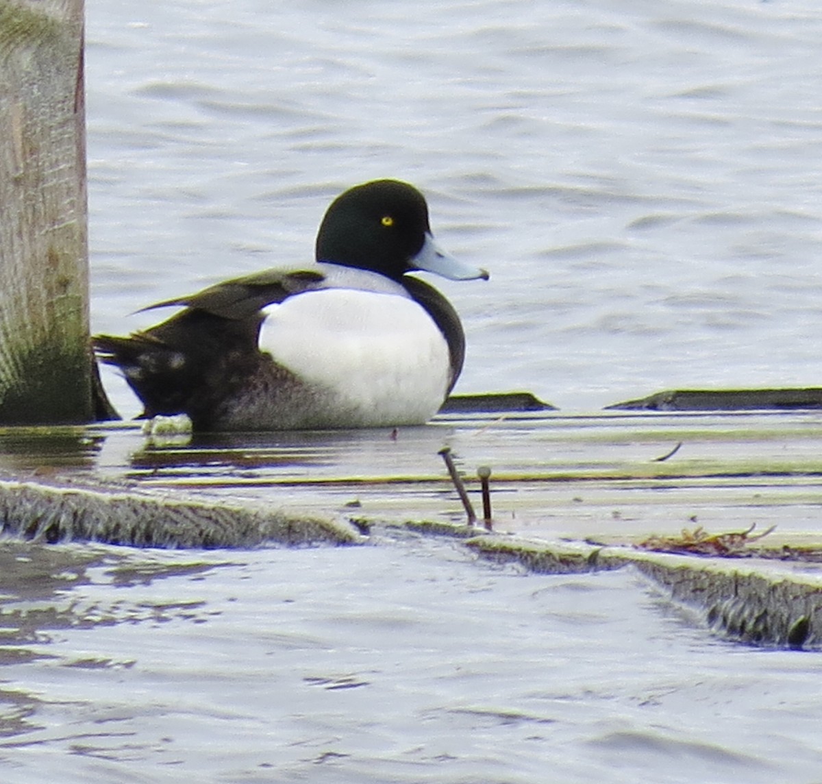 Greater Scaup - ML26257331