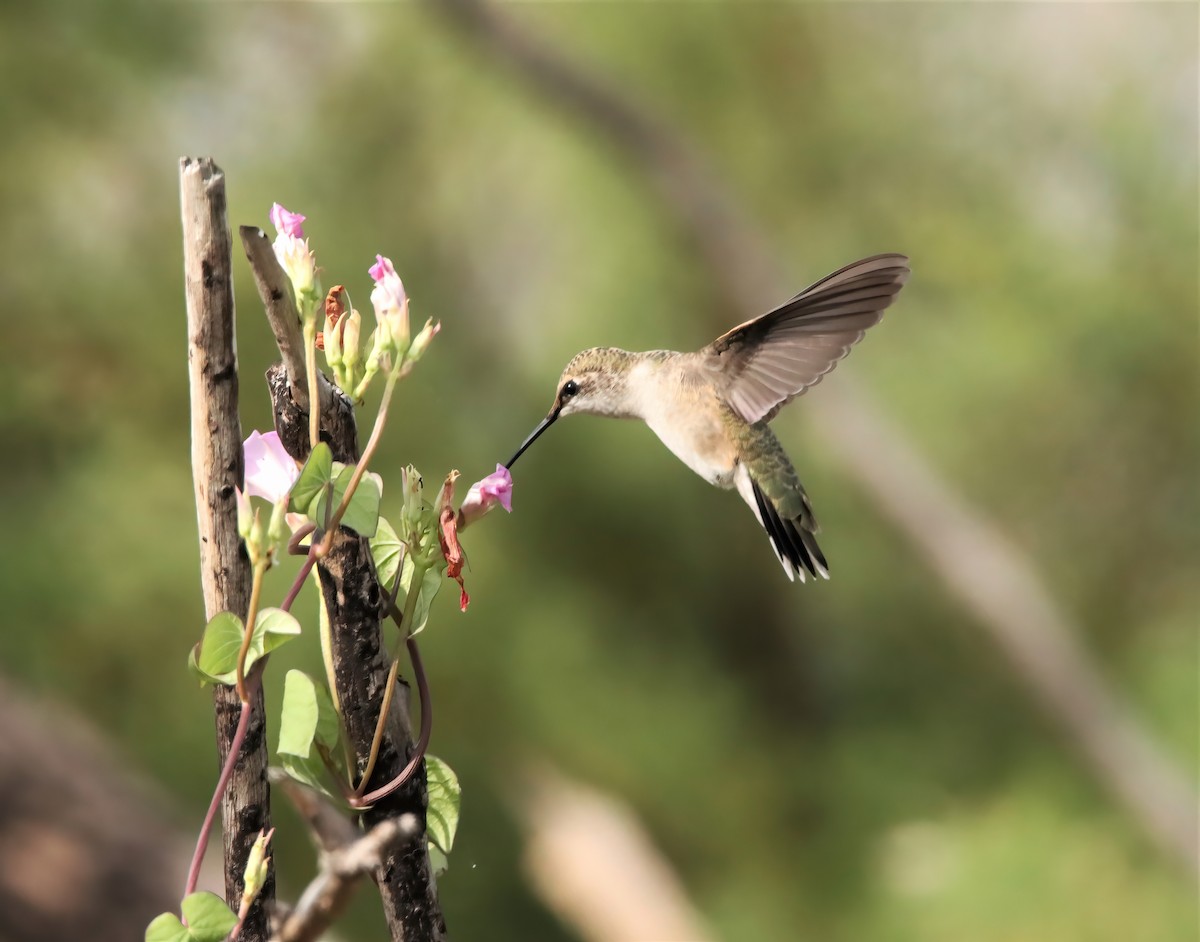 Black-chinned Hummingbird - Randy Hesford