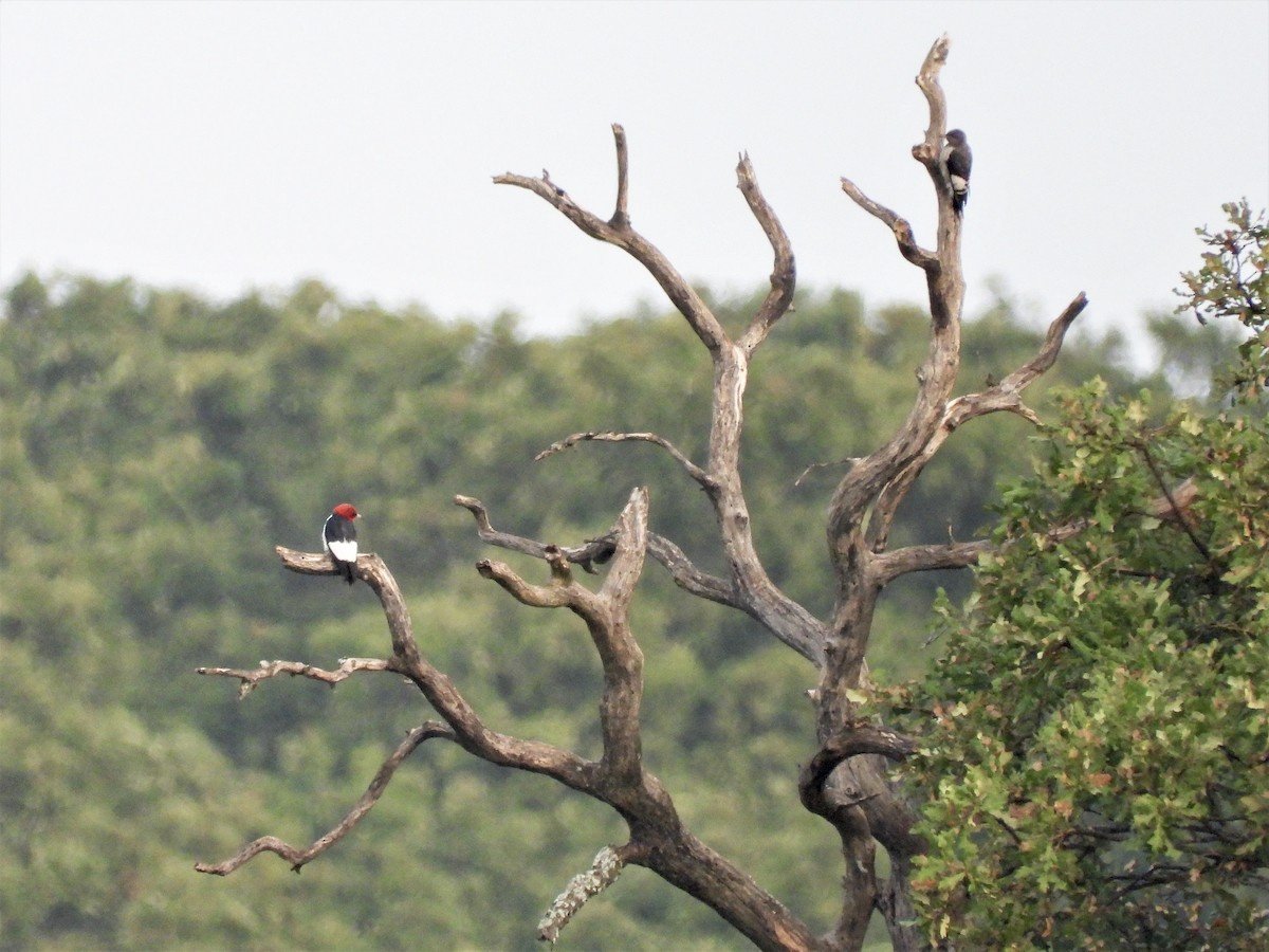 Red-headed Woodpecker - ML262581331