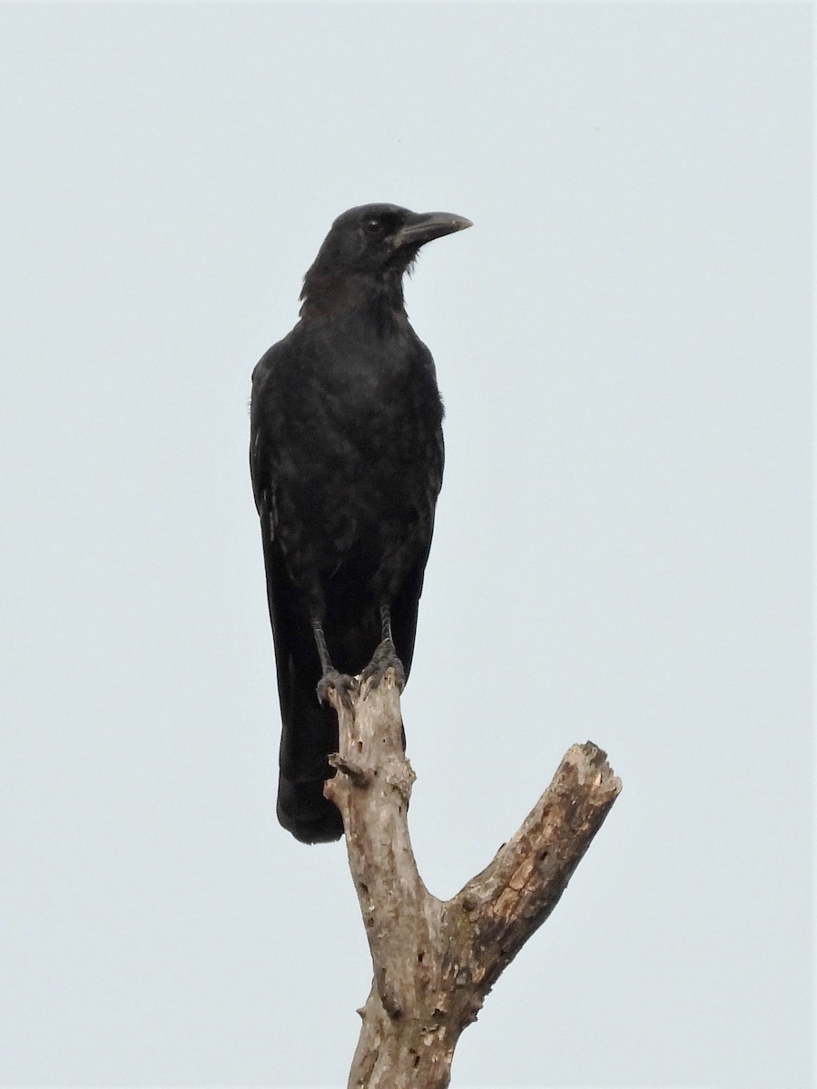 American Crow - ML262581361