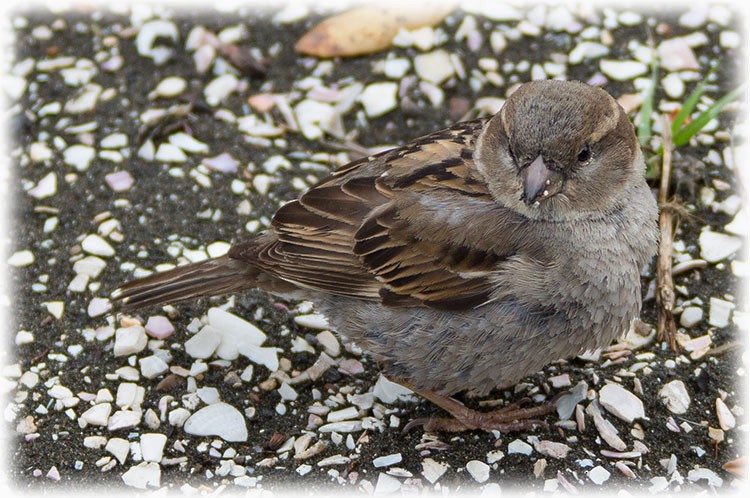 House Sparrow - www.aladdin .st
