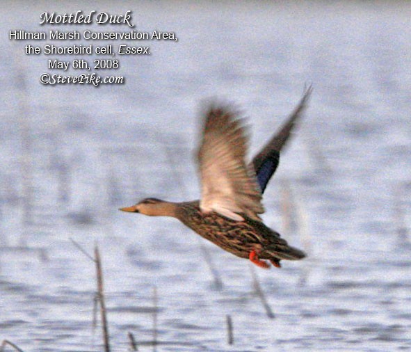 Mottled Duck - ML26258421