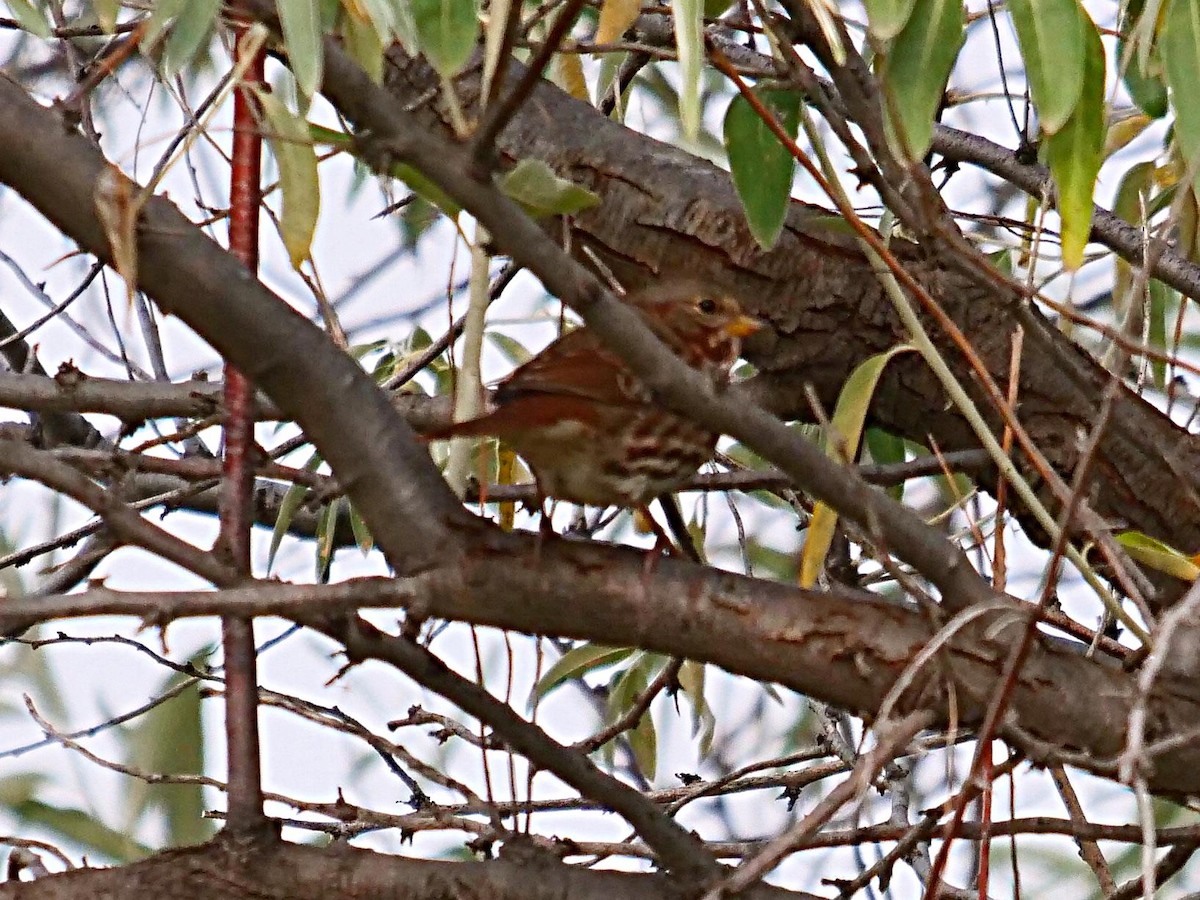 Fox Sparrow (Red) - ML262584211
