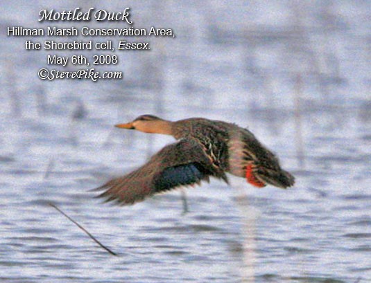 Mottled Duck - ML26258431