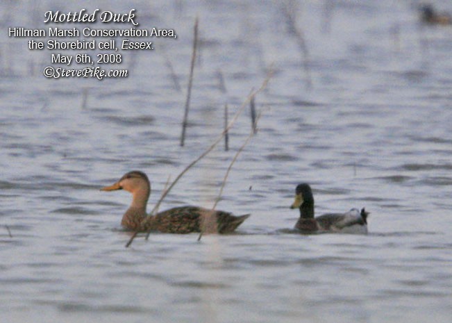 Mottled Duck - ML26258441