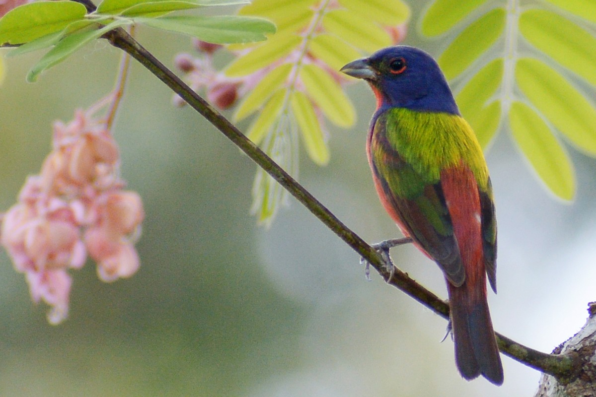Painted Bunting - ML262587081