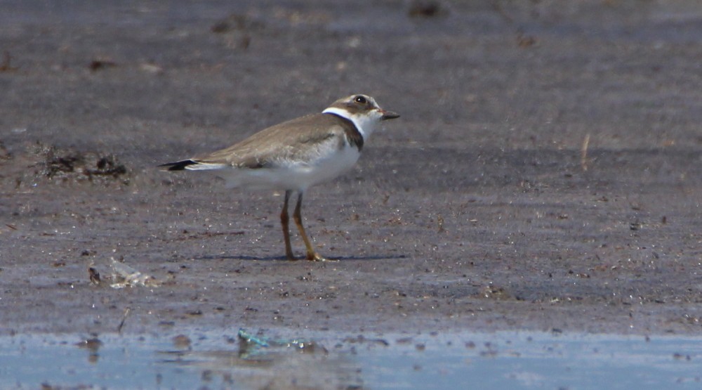 Semipalmated Plover - Paul Lewis