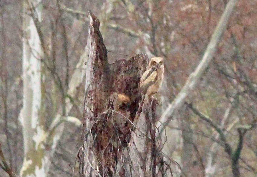 Great Horned Owl - ML26259041