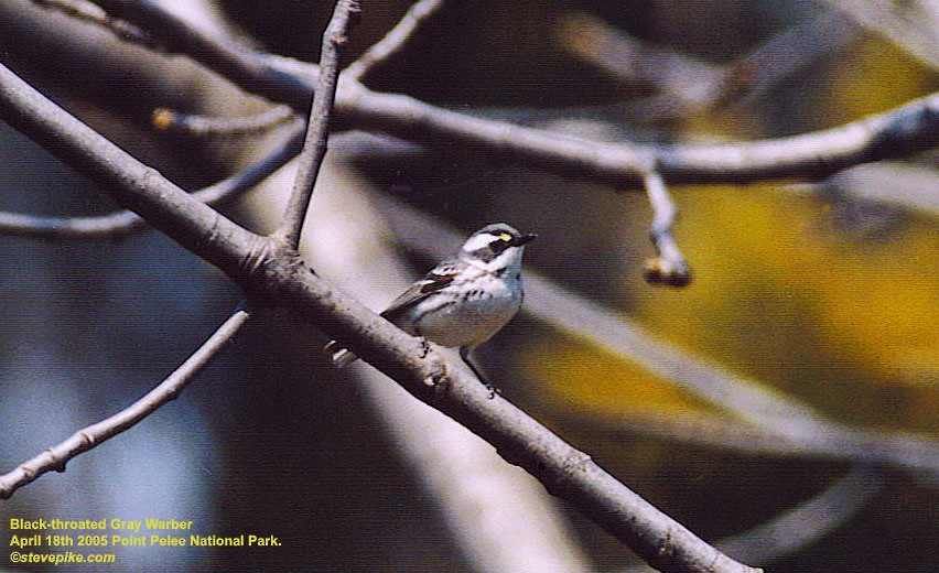 Black-throated Gray Warbler - Steve Pike