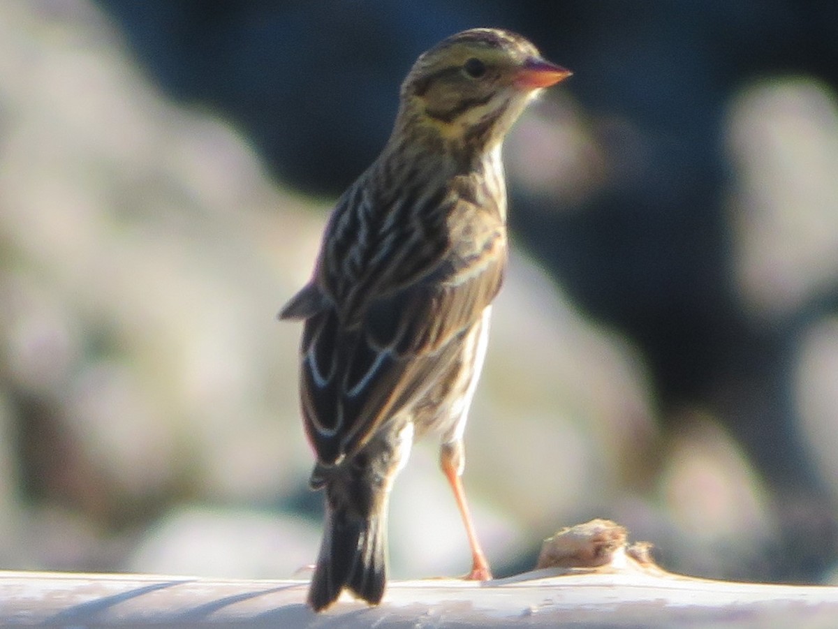 Savannah Sparrow - ML262598201