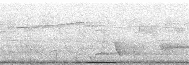 holub pestrokřídlý - ML262598341