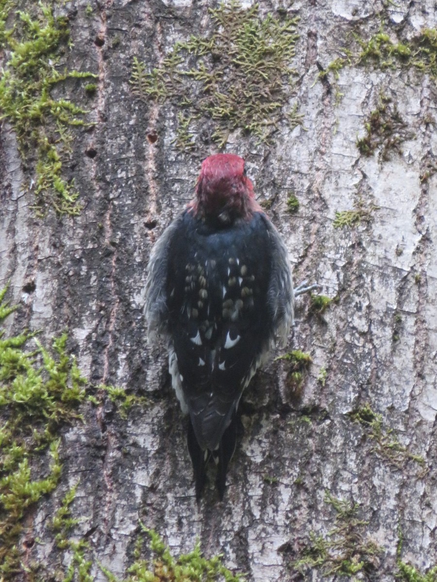 Red-breasted Sapsucker - ML262599591