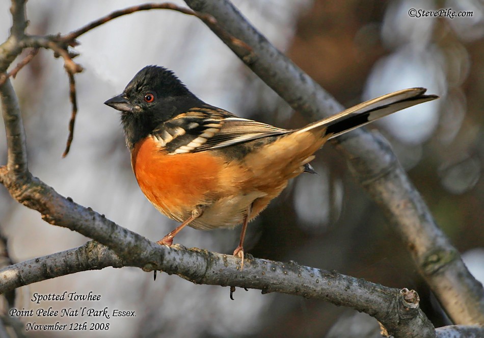 Spotted Towhee - ML26260251