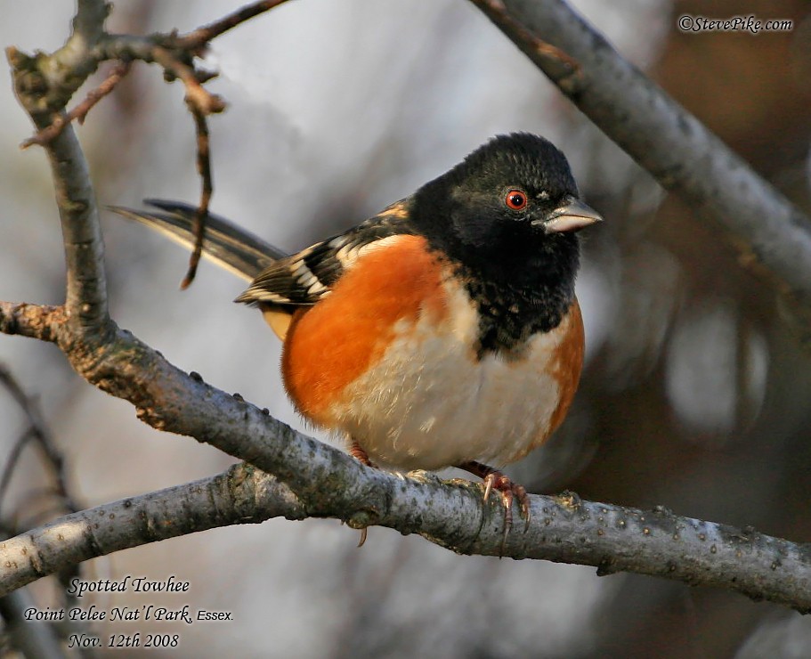 Spotted Towhee - ML26260271