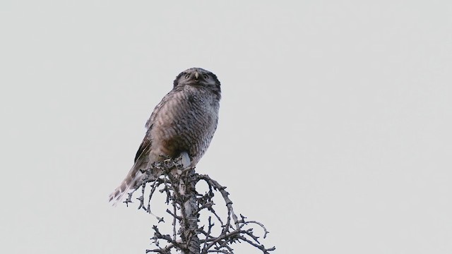 Northern Hawk Owl - ML262604121