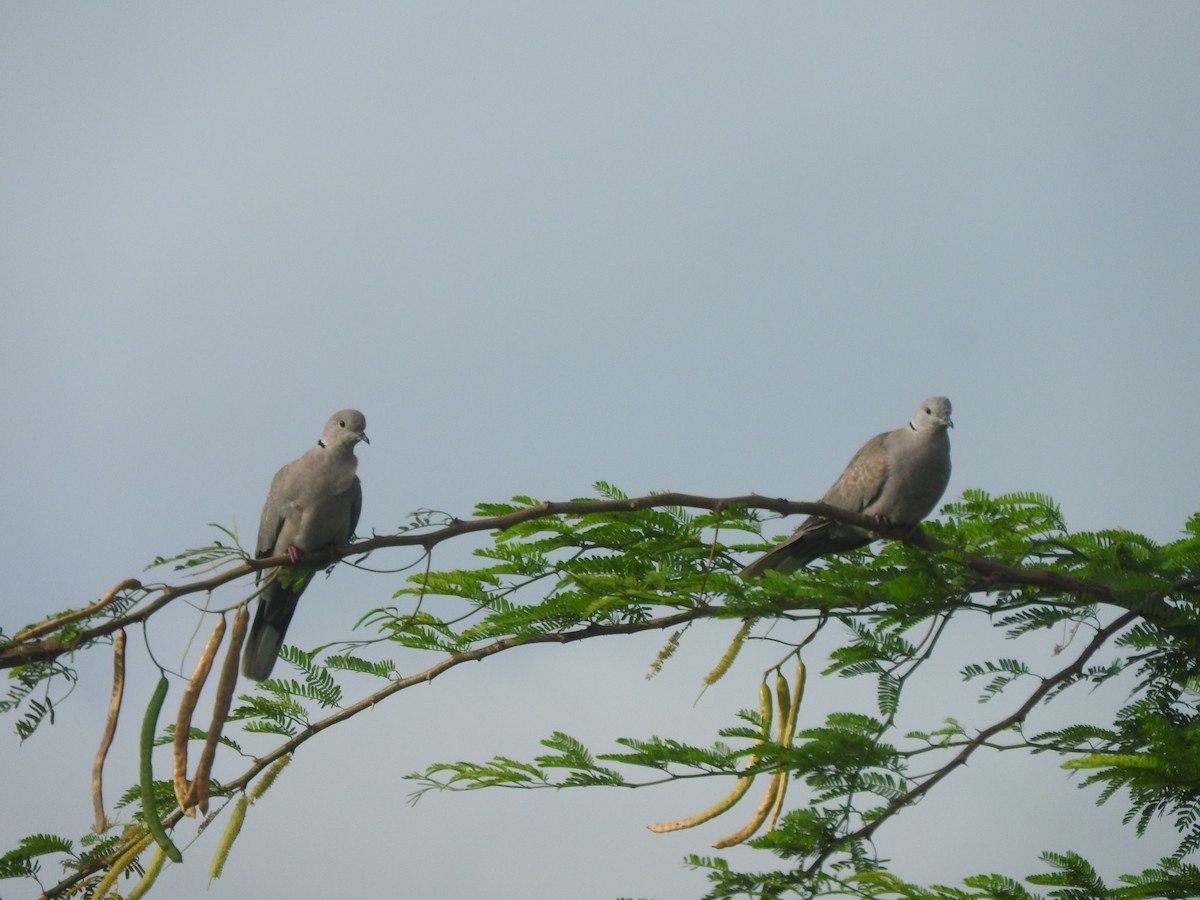 Eurasian Collared-Dove - Amara Bharathy