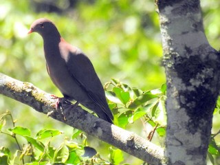 Red-billed Pigeon, ML26261011
