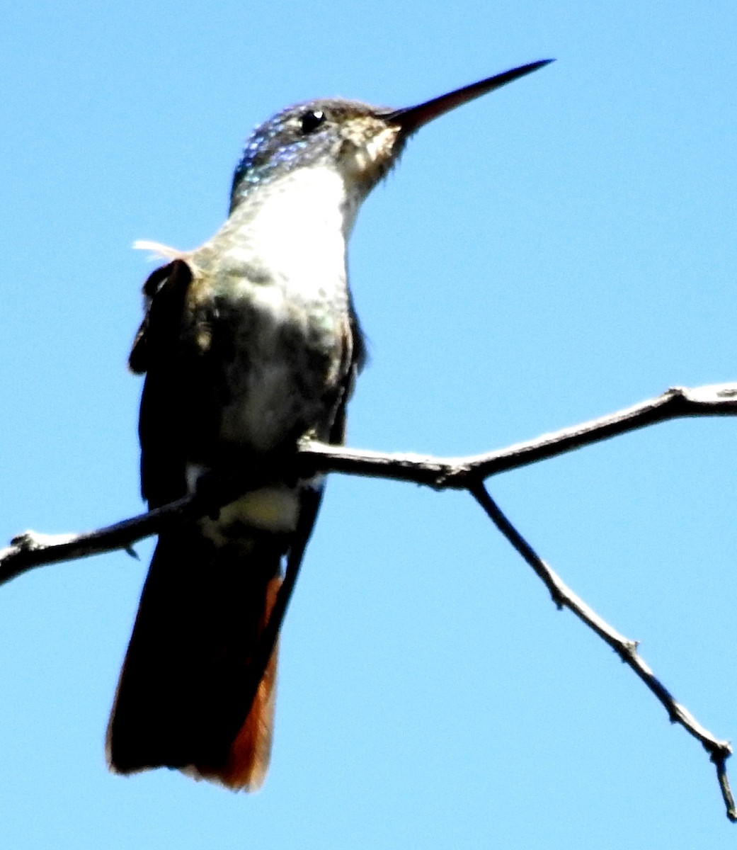 Azure-crowned Hummingbird - ML26261051