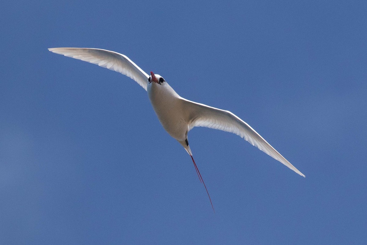 Red-tailed Tropicbird - ML262613611
