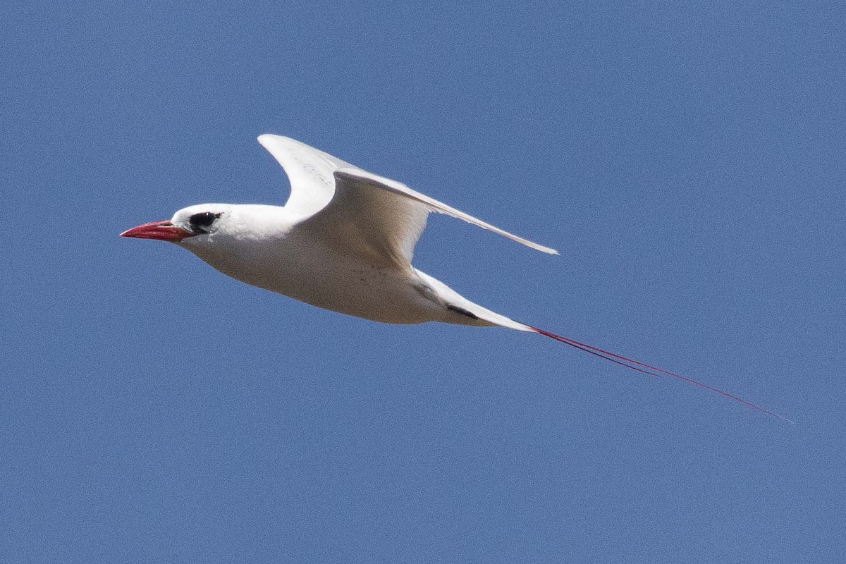 Red-tailed Tropicbird - ML262613621