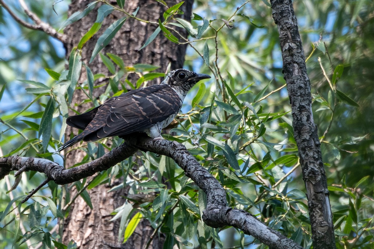 Indian Cuckoo - (Ai)Tao Liu