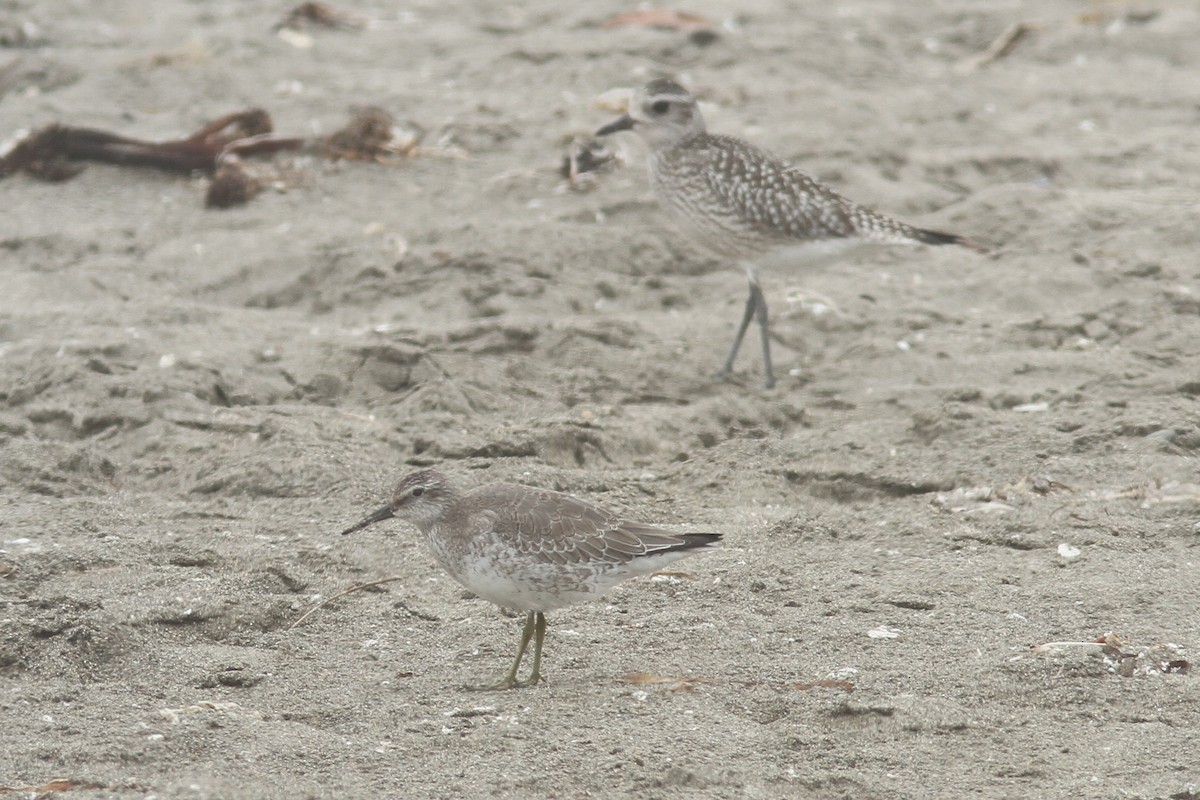 Red Knot - ML262619041