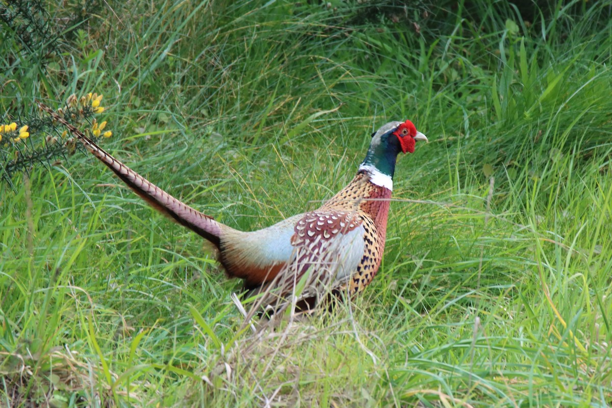 Ring-necked Pheasant - PHILIP JACKSON