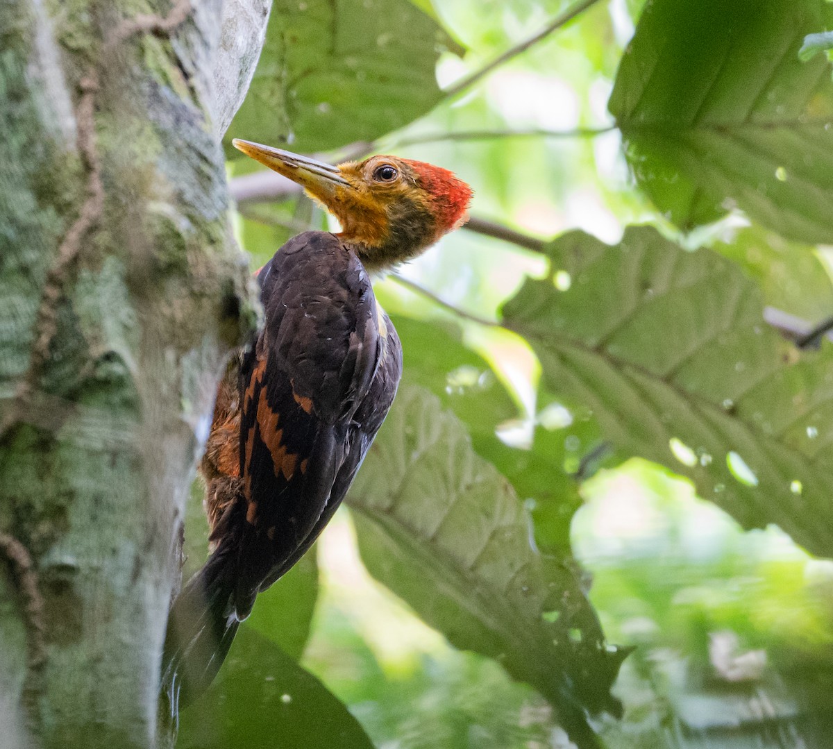 Orange-backed Woodpecker - ML262622071