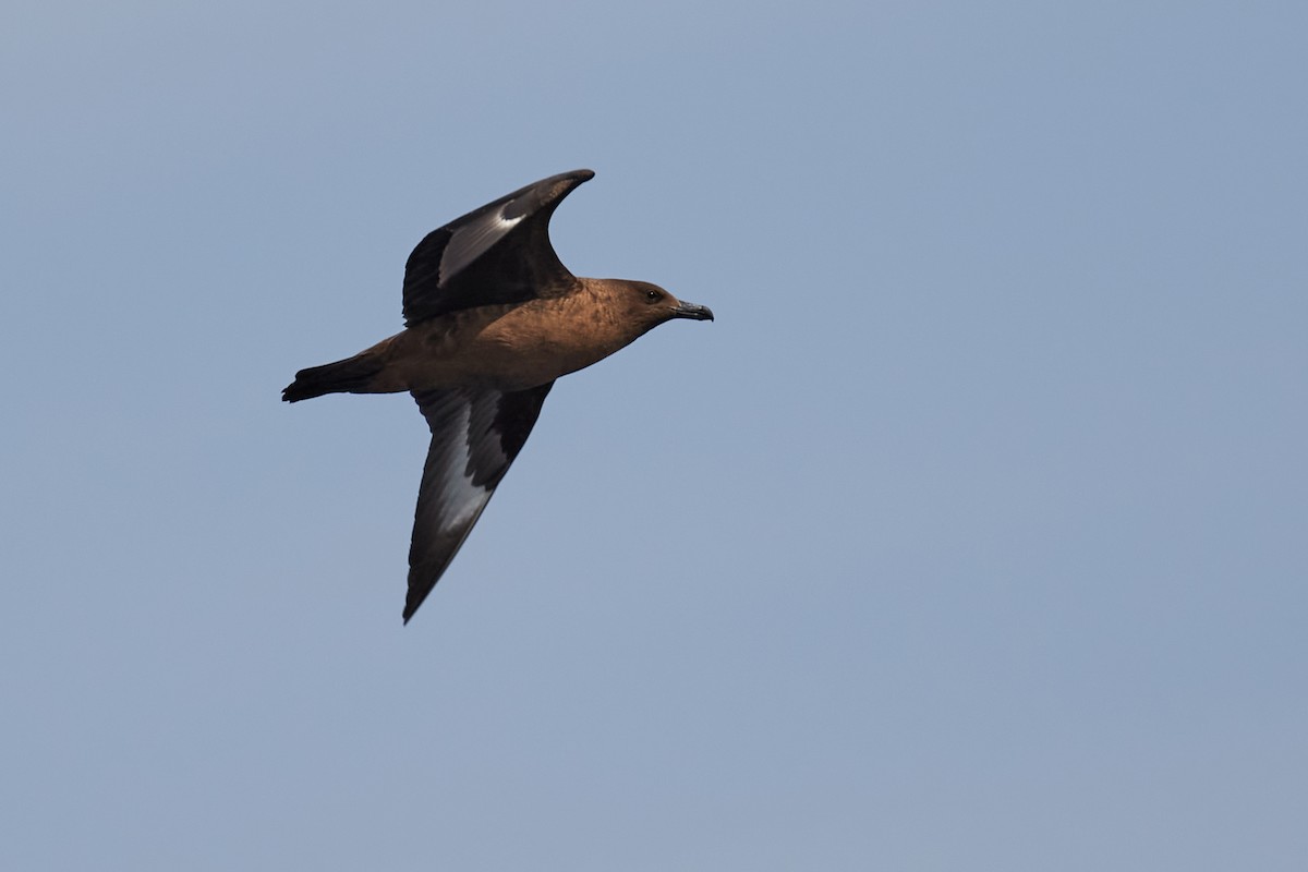 Great Skua - Miguel Rouco
