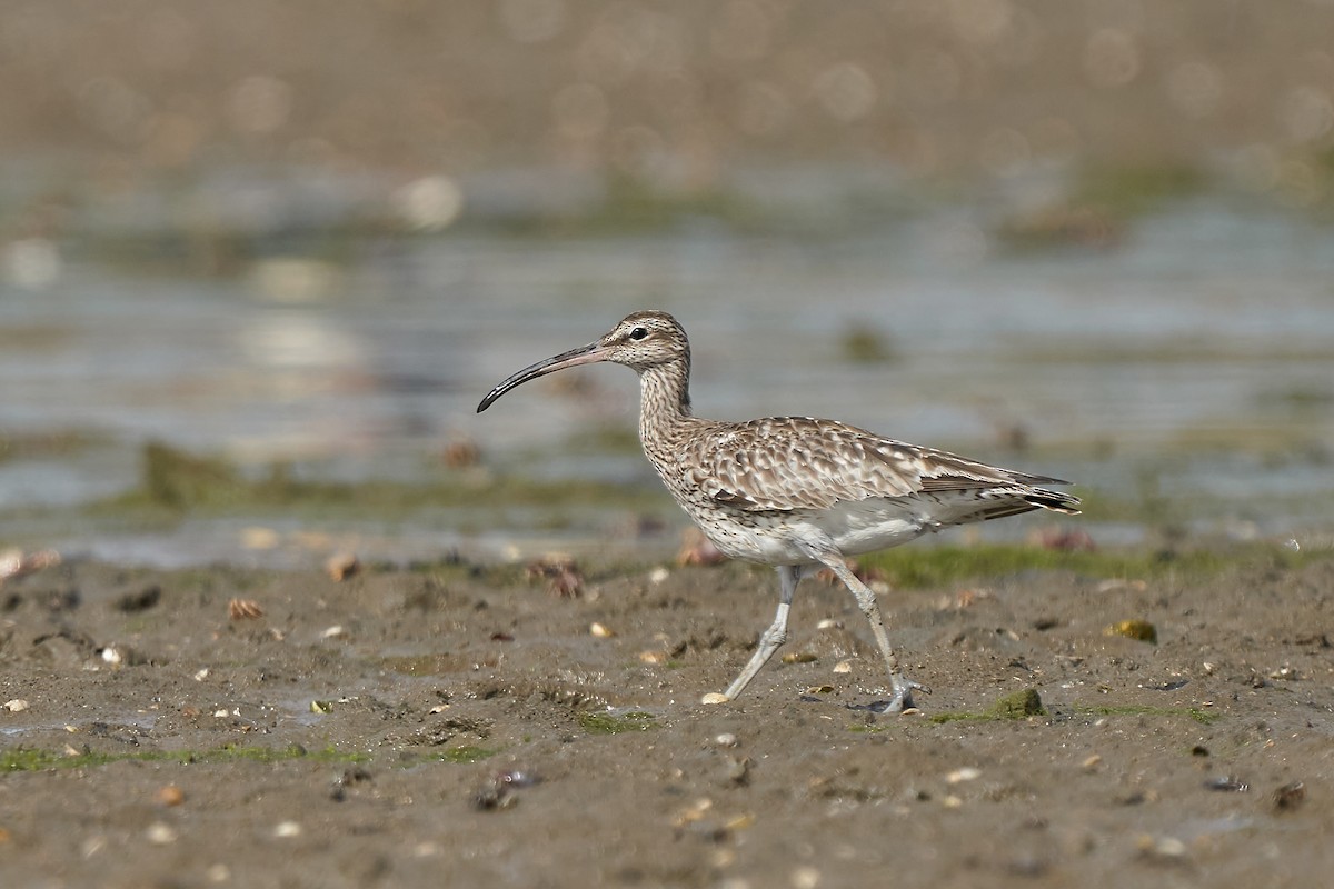 Whimbrel - Miguel Rouco