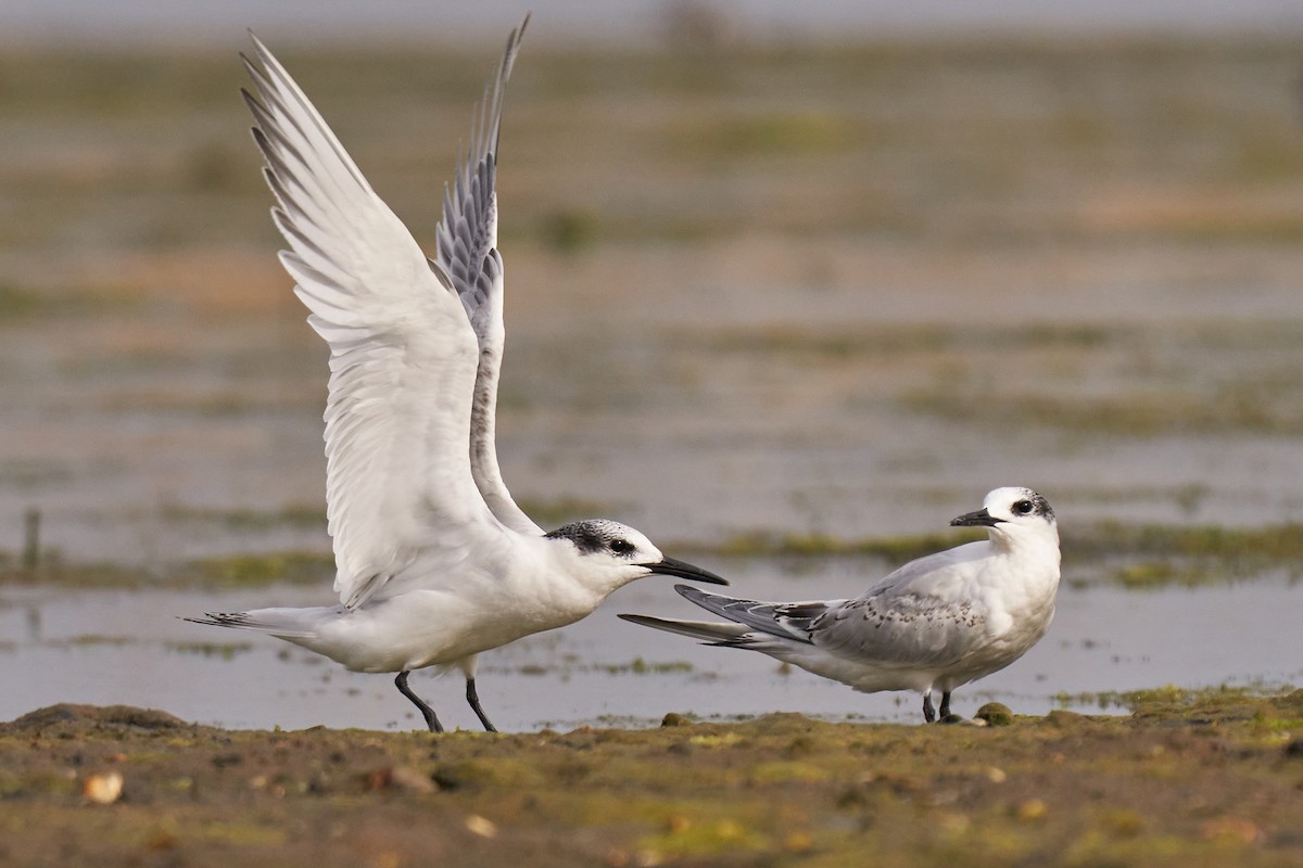 Sandwich Tern - Miguel Rouco