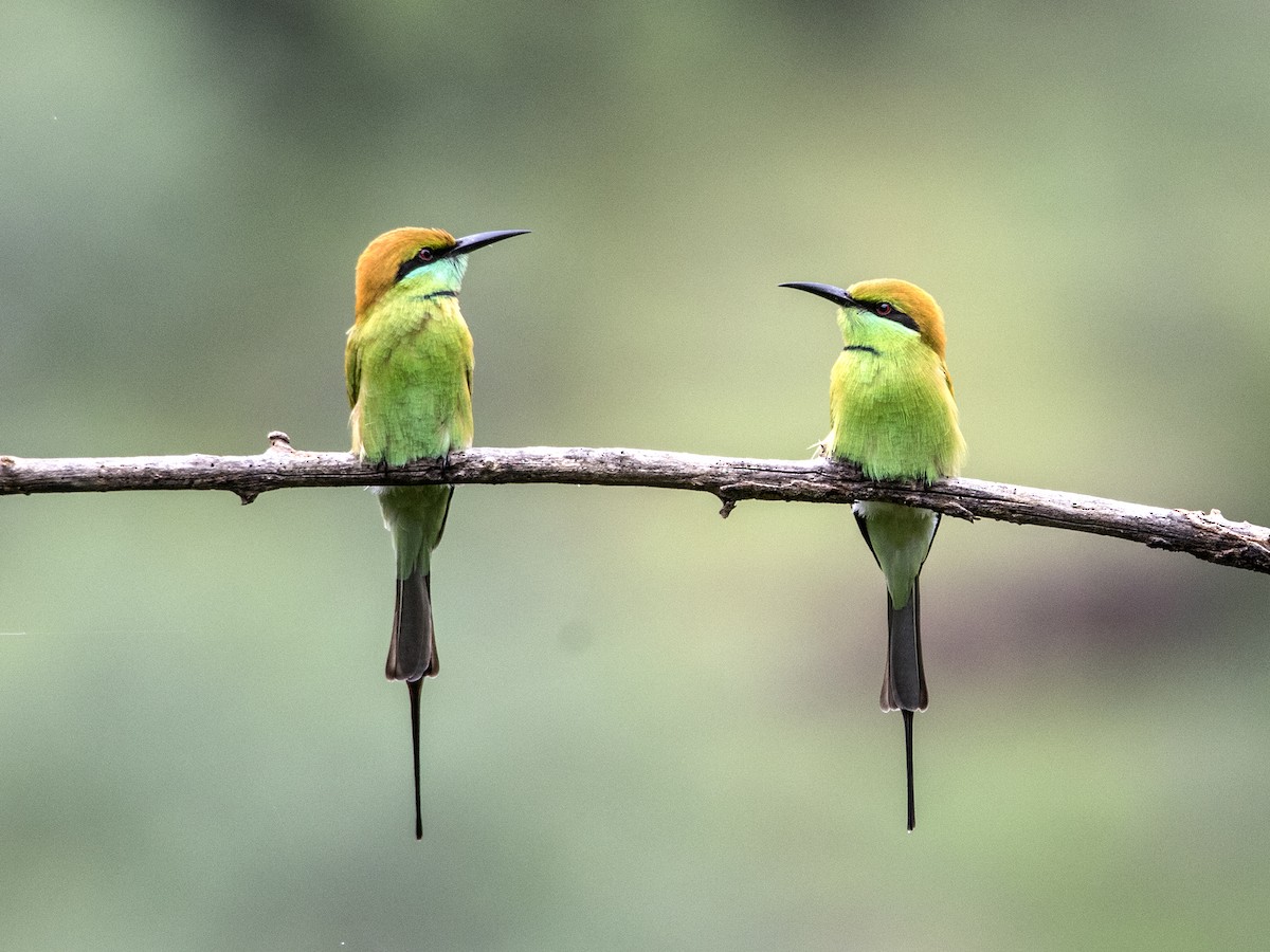 Asian Green Bee-eater - ML262629621