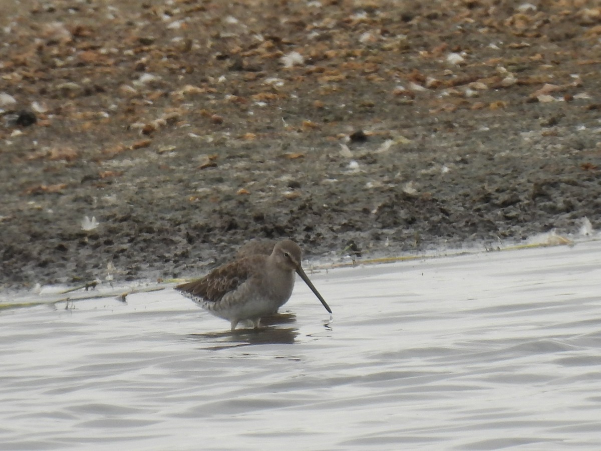 Long-billed Dowitcher - ML262632971