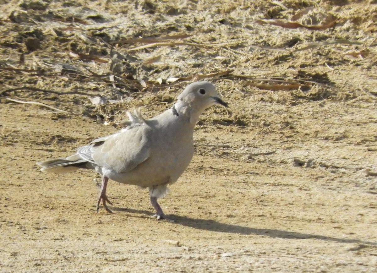 Eurasian Collared-Dove - ML262633521
