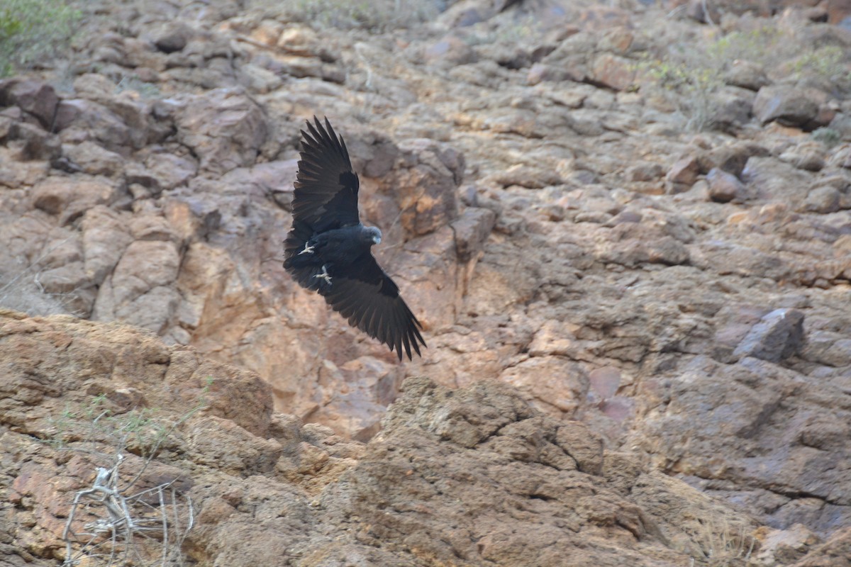 Fan-tailed Raven - ML26263571