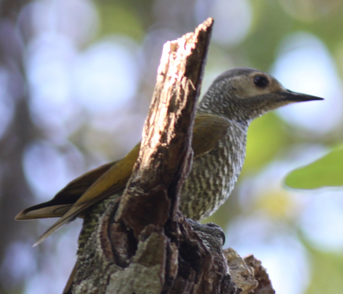 Gray-crowned Woodpecker - ML26264251