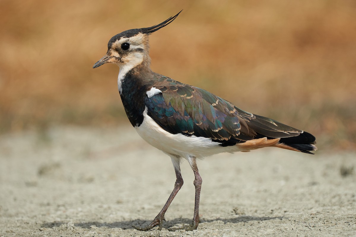 Northern Lapwing - Miguel Rouco