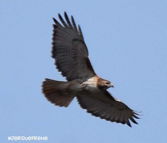 Red-tailed Hawk - Jerilyn Duefrene